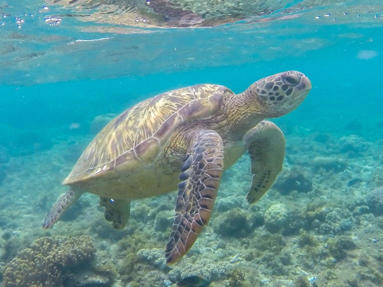 DCIM101GOPRO